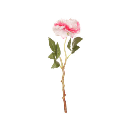 CAMELIA X1*FUXIA