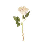 CAMELIA X1*FUXIA