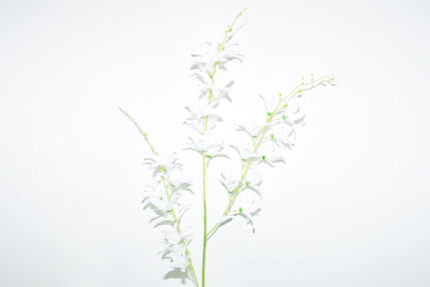 VARA LILIUM *BLANCO
