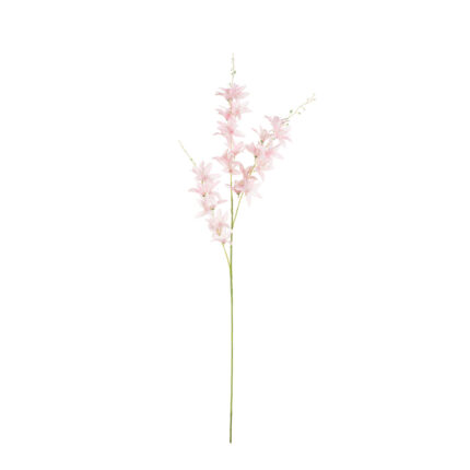 VARA LILIUM