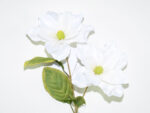 MAGNOLIA X2 SATEN