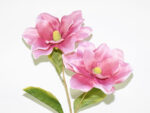 MAGNOLIA X2 SATEN