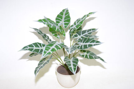PLANTA ALOCASIA SANDERIANA