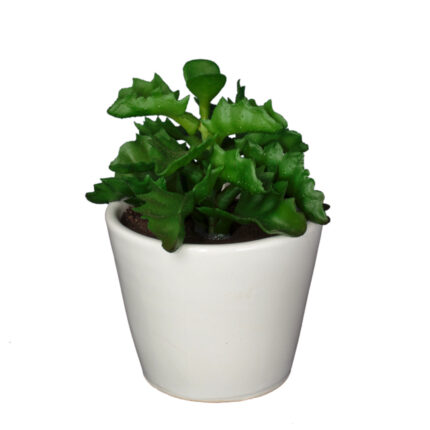 PLANTA SHAVIANA 14CM (Y0635) *V.OSCURO