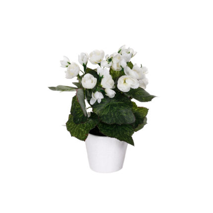 MACETITA BEGONIA (99030004) *BLANCO