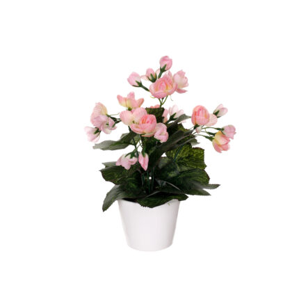 MACETITA BEGONIA