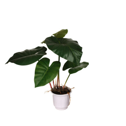 PLANTA CALA RAIZ (483936) *V.OSCURO