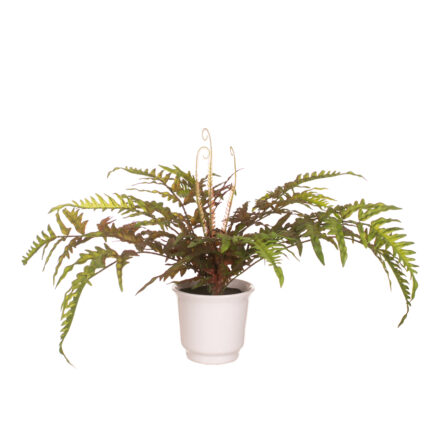 PLANTA HELECHO 45CM