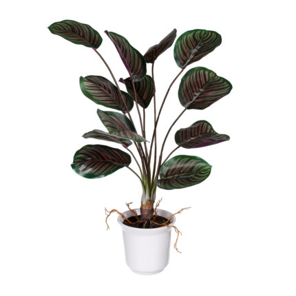 PLANTA CALADIUM (483912) *BURDEOS