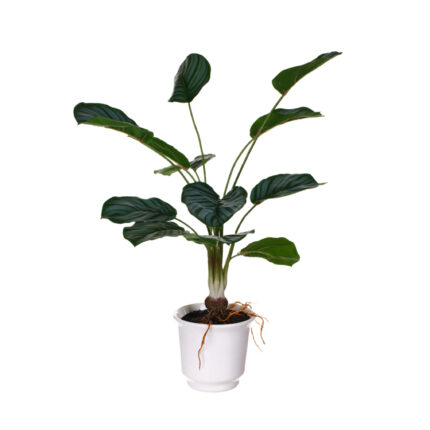 PLANTA RAICES HOJA CALATHEA (483851) *V.OSCURO