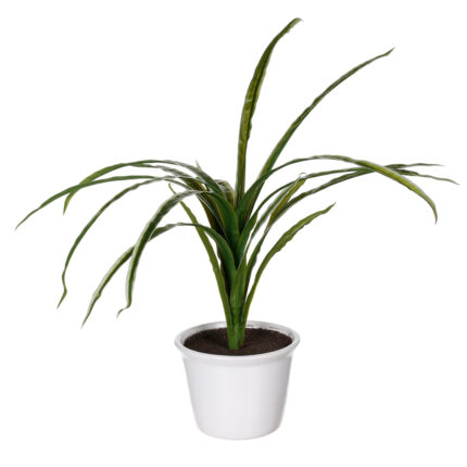 PLANTA HIERBA (418693) *V.OSCURO