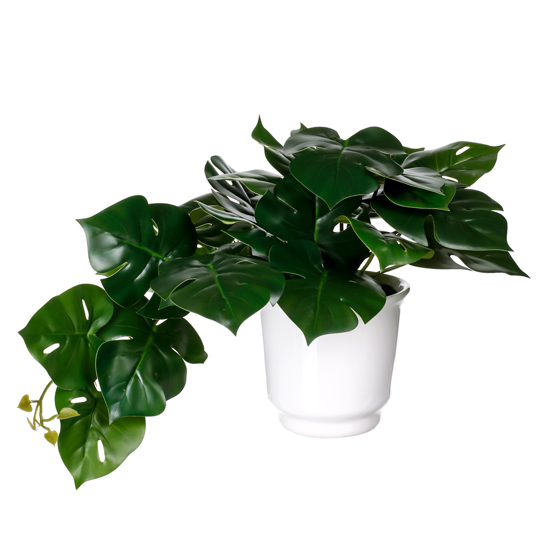 99111144-19.jpg PLANTA COLGANTE COSTILLA (488733) *V.OSCURO