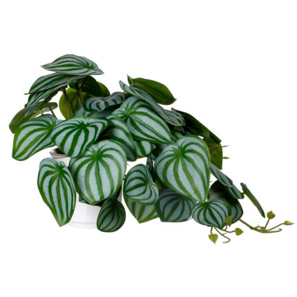 PLANTA COLGANTE PEPEROMIA (488764) *V.OSCURO