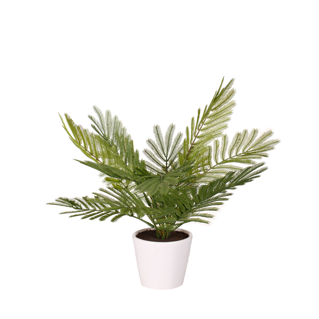 99111159-19.jpg PLANTA ABETO PQ (480034) *V.OSCURO