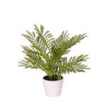PLANTA ABETO PQ
