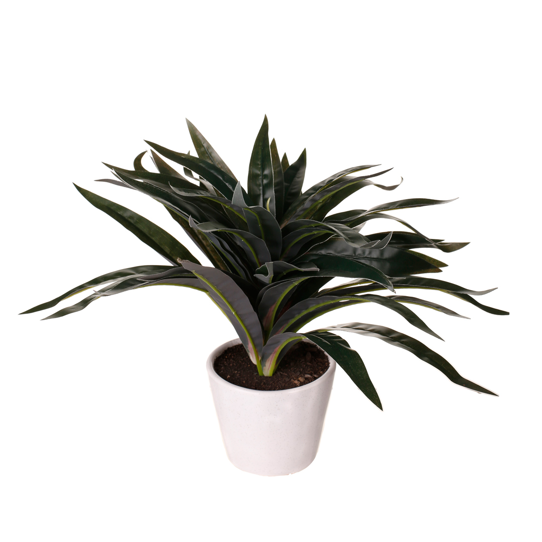 99111160-19.jpg PLANTA MINI DRACENA 30CM (KBM037) *V.OSCURO