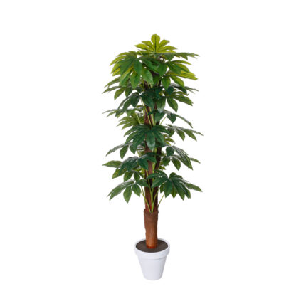 TUTOR ARALIA 1.20MT