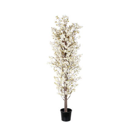 ARBOL ALMENDRO 1.80MT