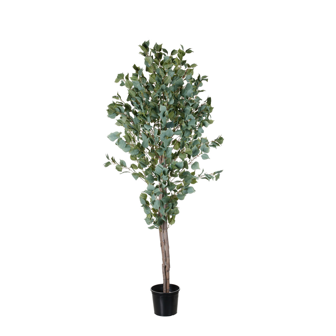 99111218-19.jpg ARBOL EUCALIPTO CON SEMILLA 1.80