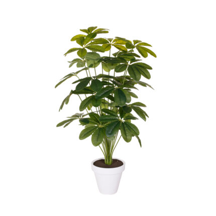 PLANTA CHEFLERA 1.00MT