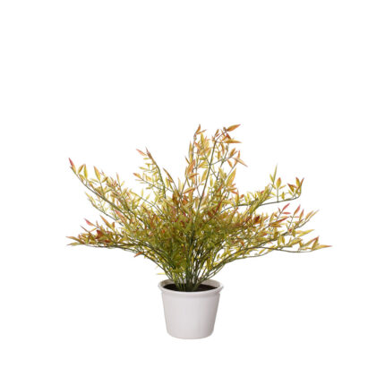 PLANTA RAMAJE BAMBU