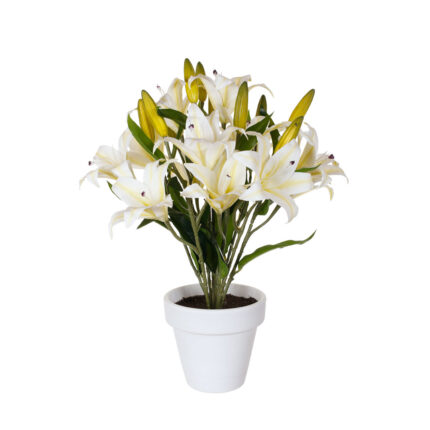 PLANTA LILIUM TACTO NATURAL *FUXIA
