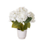 PLANTA HORTENSIA PRIMAVERAL MINI