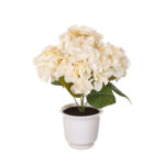 PLANTA HORTENSIA PRIMAVERAL MINI