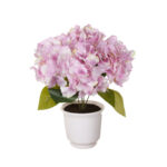 PLANTA HORTENSIA PRIMAVERAL MINI