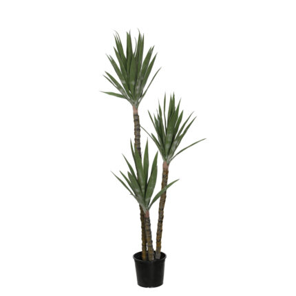 PLANTA YUCA X3 150CM *V.OSCURO