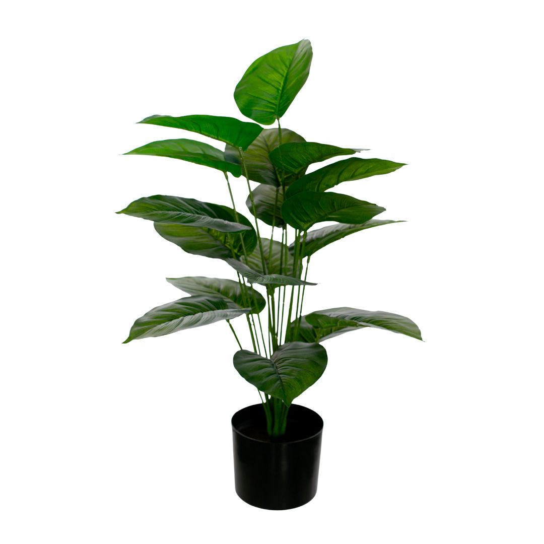 PLANTA FICUS (420863.F) *V.OSCURO