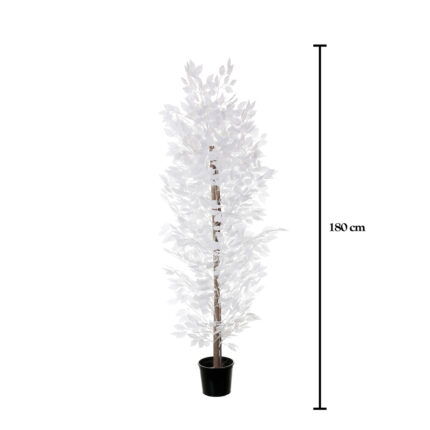 FICUS DE 1.80M
