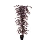 FICUS DE 1.80M