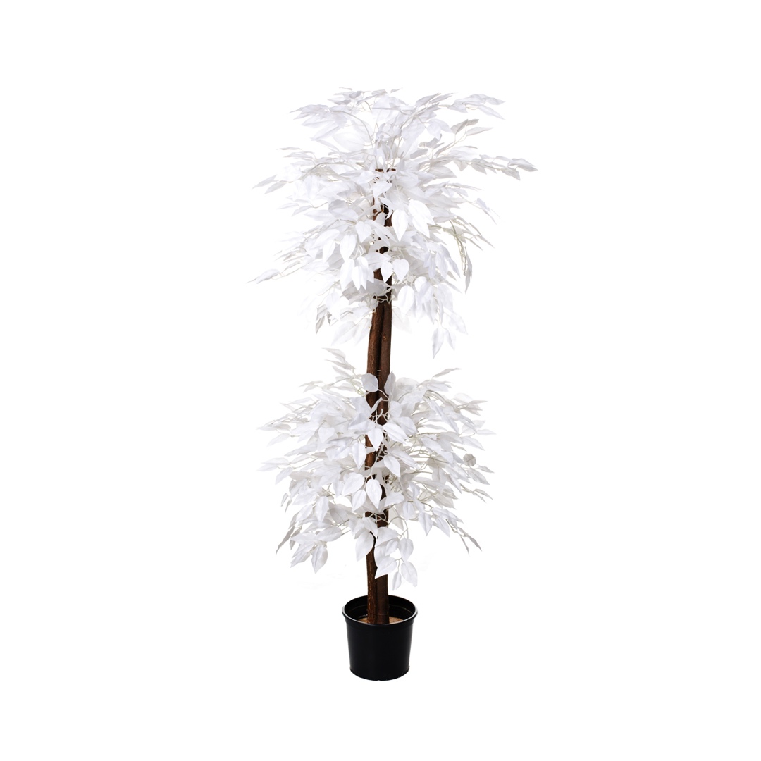 9911927-0.jpg FICUS DOS BOLAS 1.80M (51013) *BLANCO