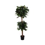 FICUS DOS BOLAS 1.80M