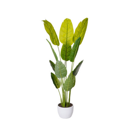 PLATANERA TROPICAL 1.80MT