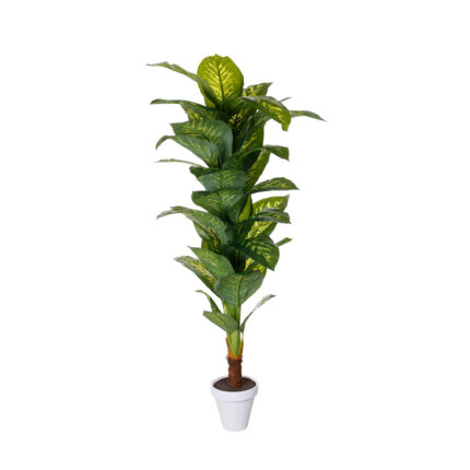 PLANTA PLT DIEFEMBAQUIA 1.70MT *BICOLOR