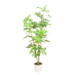 PLANTA CHEFLERA 155CM