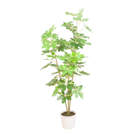 PLANTA CHEFLERA 155CM
