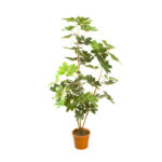 PLANTA CHEFLERA 155CM