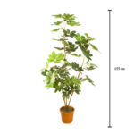 PLANTA CHEFLERA 155CM