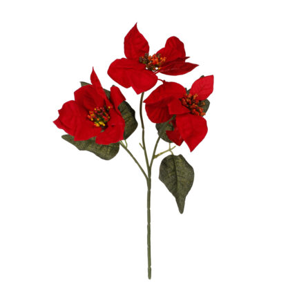 POINSENTIA 35CM
