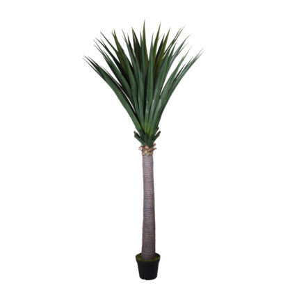 DRACENA DRACO EN MACETA 260CM