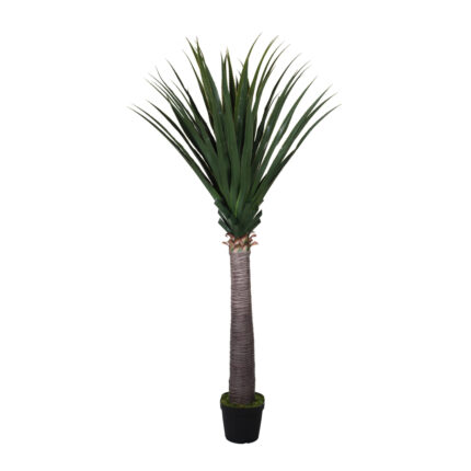 DRACENA DRACO EN MACETA 210CM