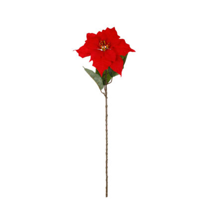 POINSETTIA