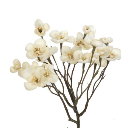 VARA BEGONIA (31) *BEIGE