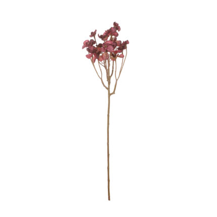 VARA BEGONIA